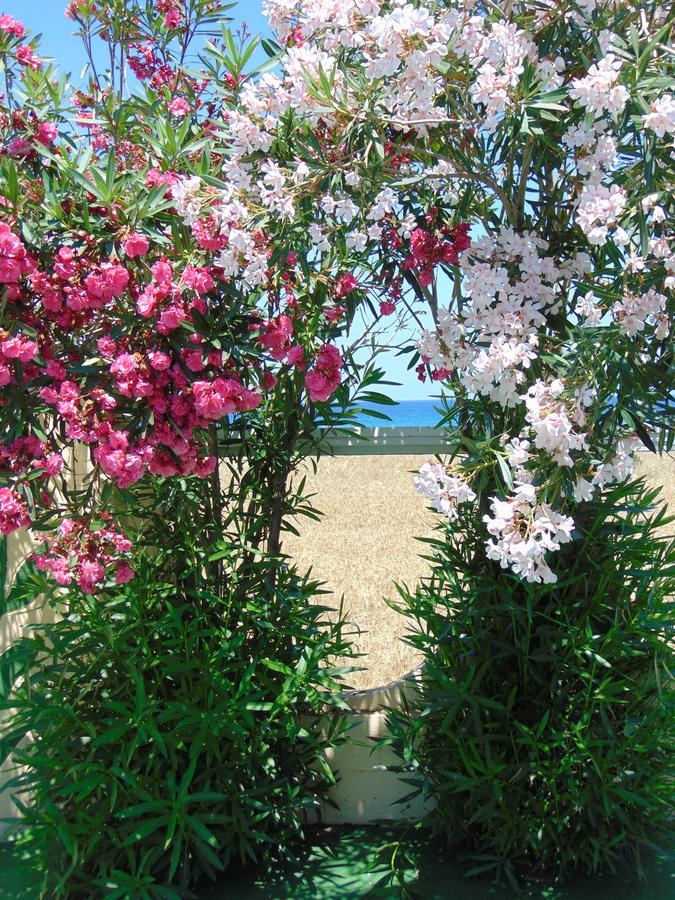 Nirvana Beach Hotel Theológos 외부 사진